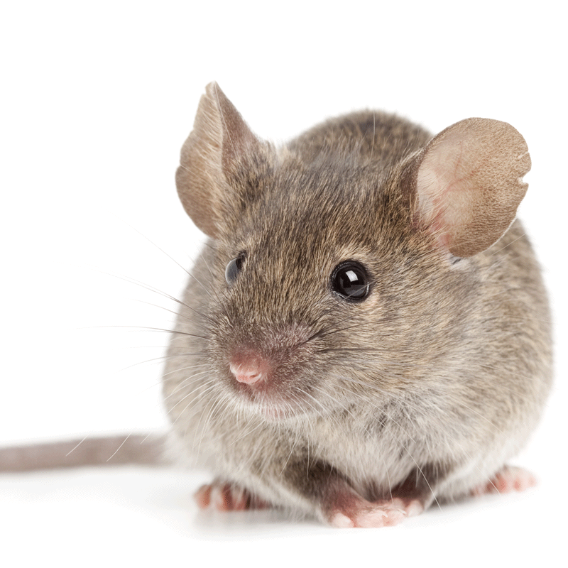 PestFix Ranger Mouse Bait Station Accepts Snap Traps